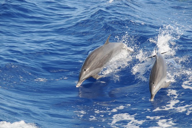 Whale Watching and Dolphin Spotting Cruise - A north coast search with real wildlife odds