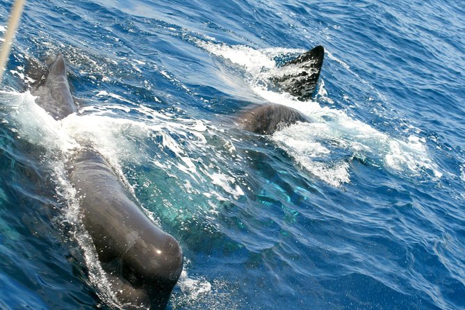 Whale Watching and Dolphin Spotting Cruise - The payoff: dolphins, whales, and sudden excitement