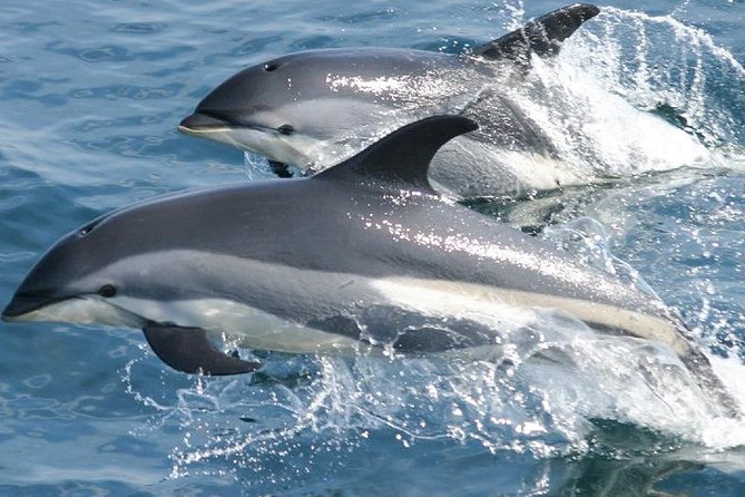 Whale Watching and Dolphin Spotting Cruise - The coast is part of the experience