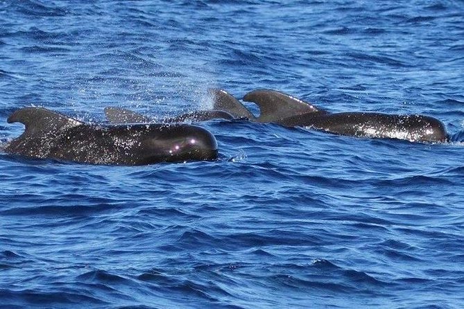 Whale Watching and Dolphin Spotting Cruise - Boat comfort and motion concerns