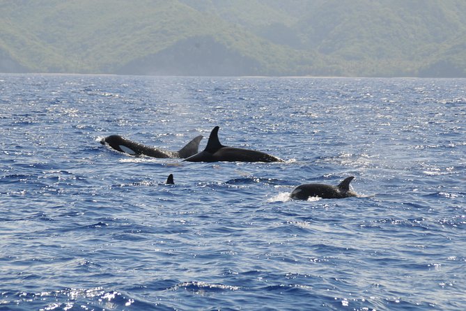 Whale Watching and Dolphin Spotting Cruise - Who should book this cruise?