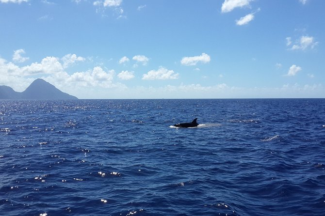 Whale Watching and Dolphin Spotting Cruise - What happens at the 8:00 am start